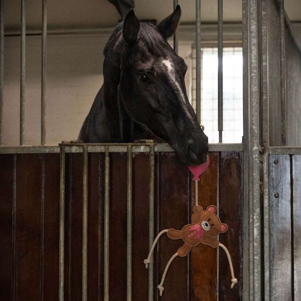 Hovedbilde QHP Horse toy Valentine - Bear brown