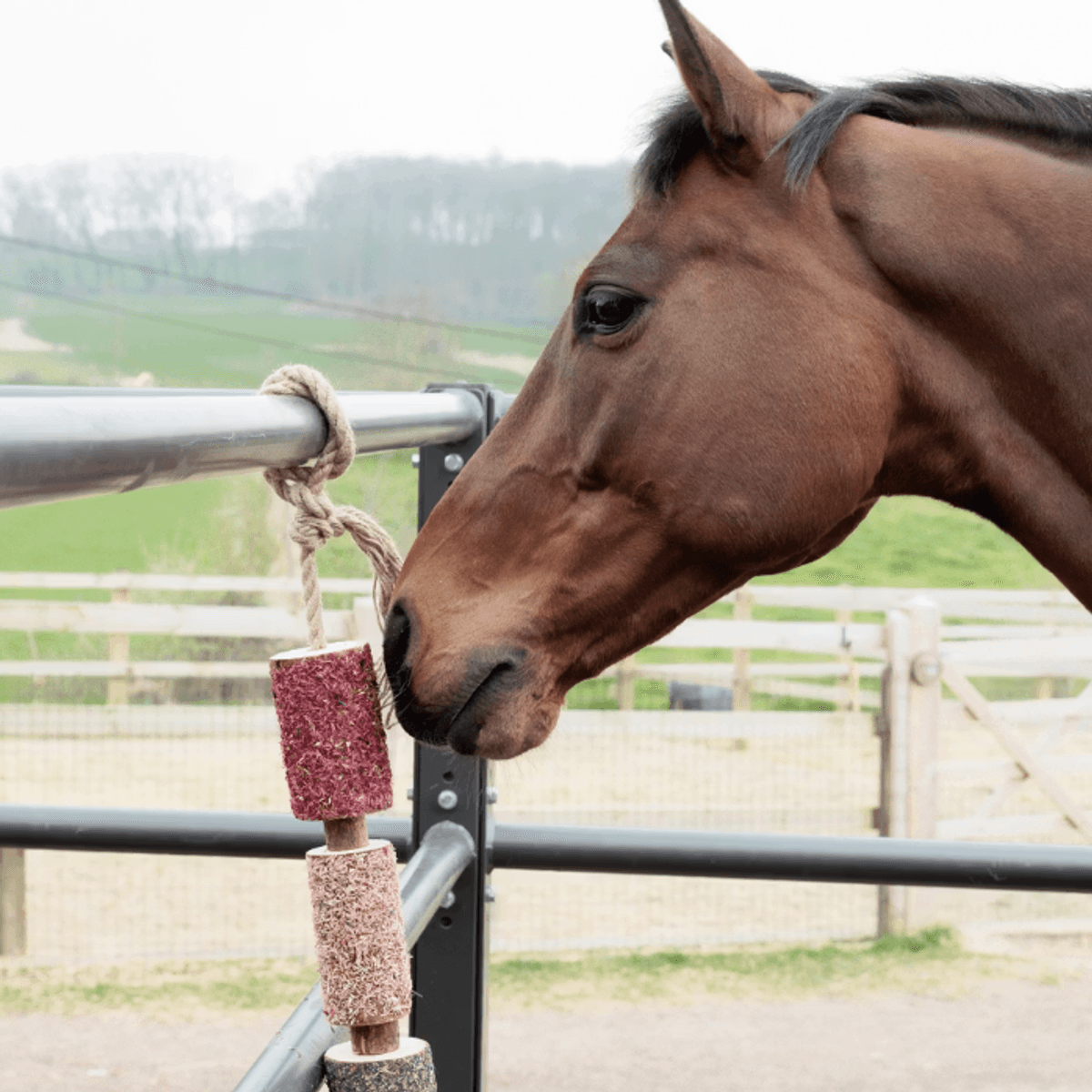 Grooming Deluxe Wooden Relax Horse Toy 