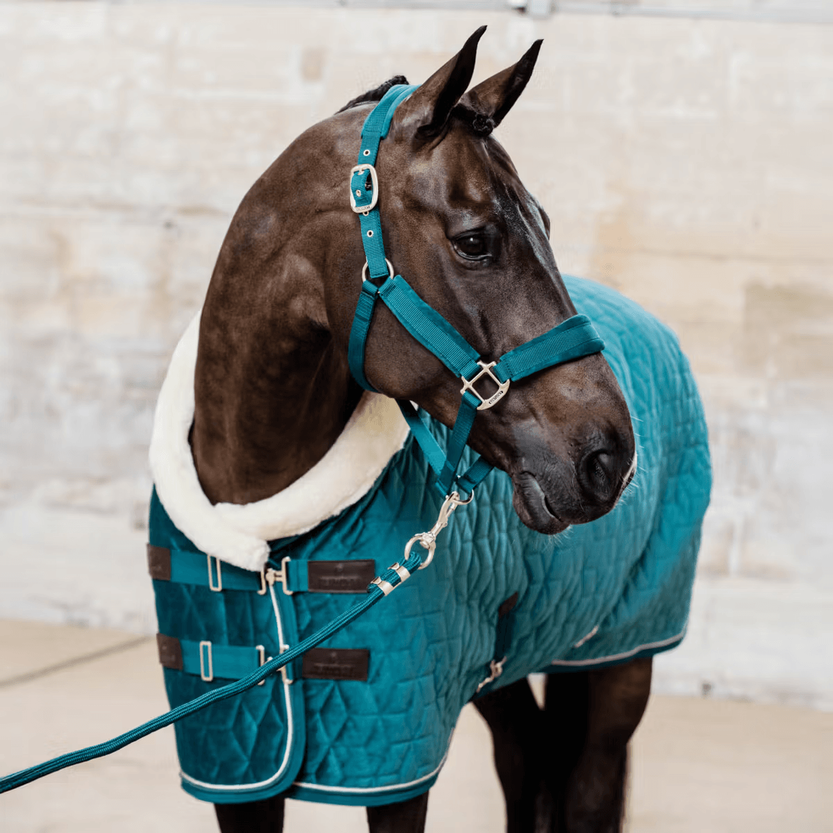 Kentucky Show Rug Velvet