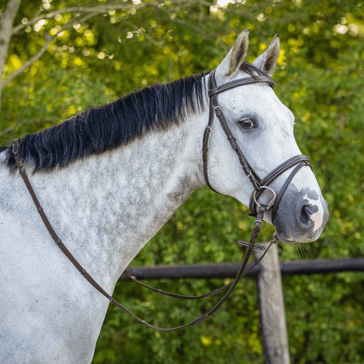 QHP Bridle luxury stitched 